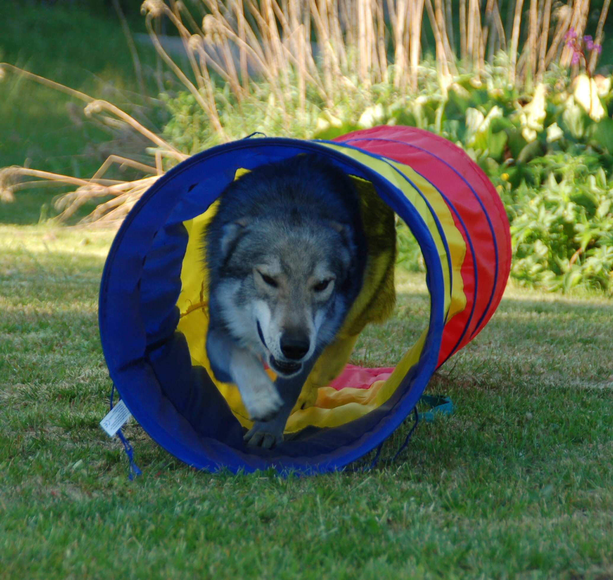 Are Pig Ears Bad For A Tamaskan Dog